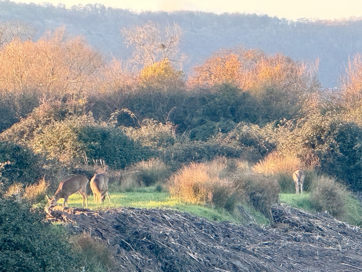 動物界 - ML646555447