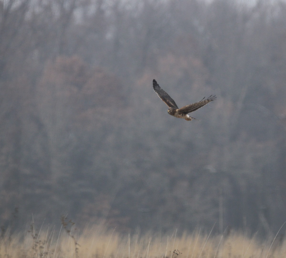 Northern Harrier - ML646555448