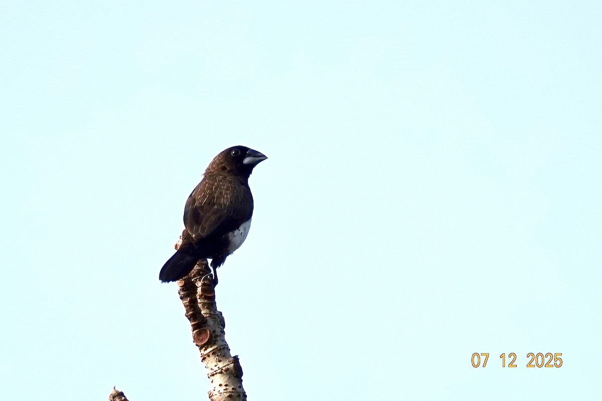 白腰文鳥 - ML646555449