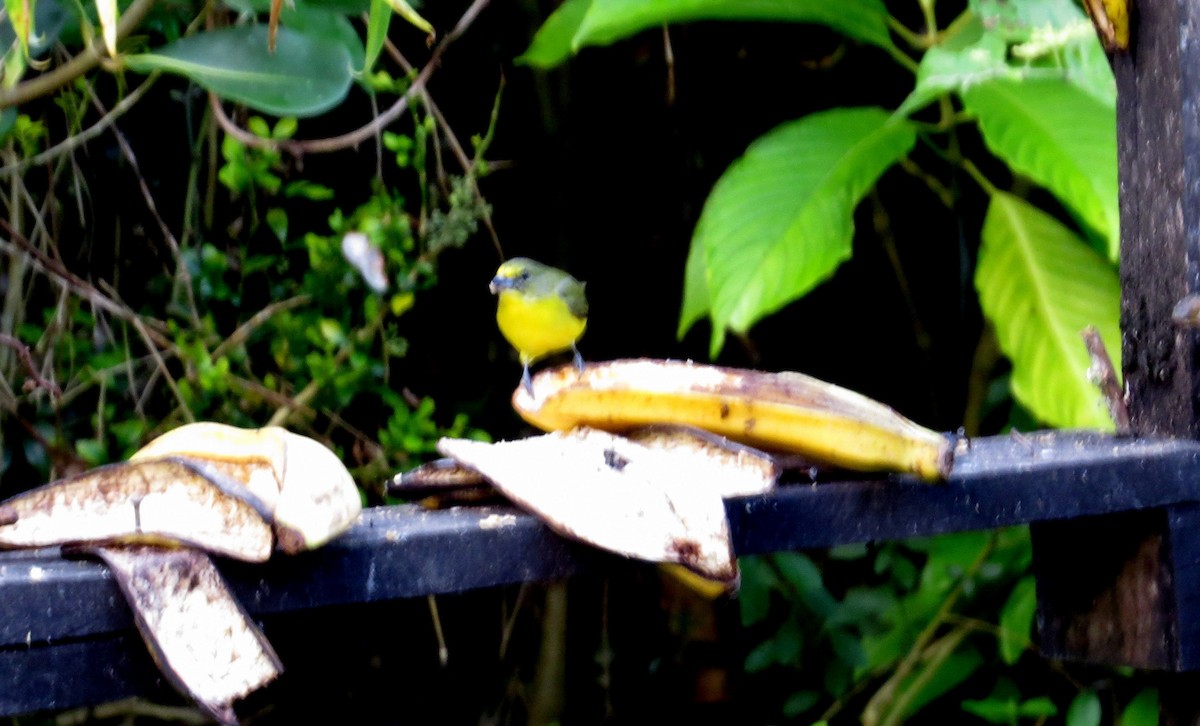 Thick-billed Euphonia - ML646555451