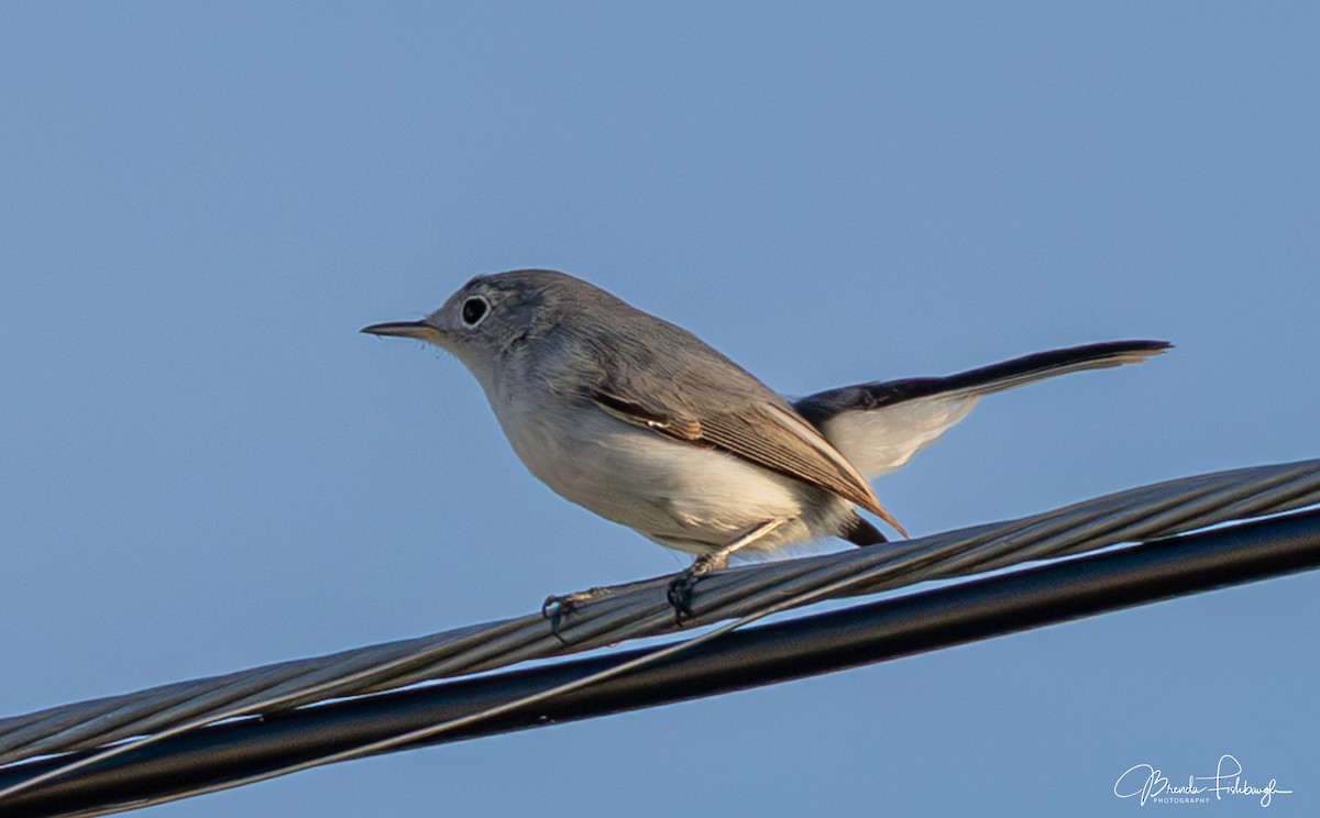 Blue-gray Gnatcatcher - ML646555452