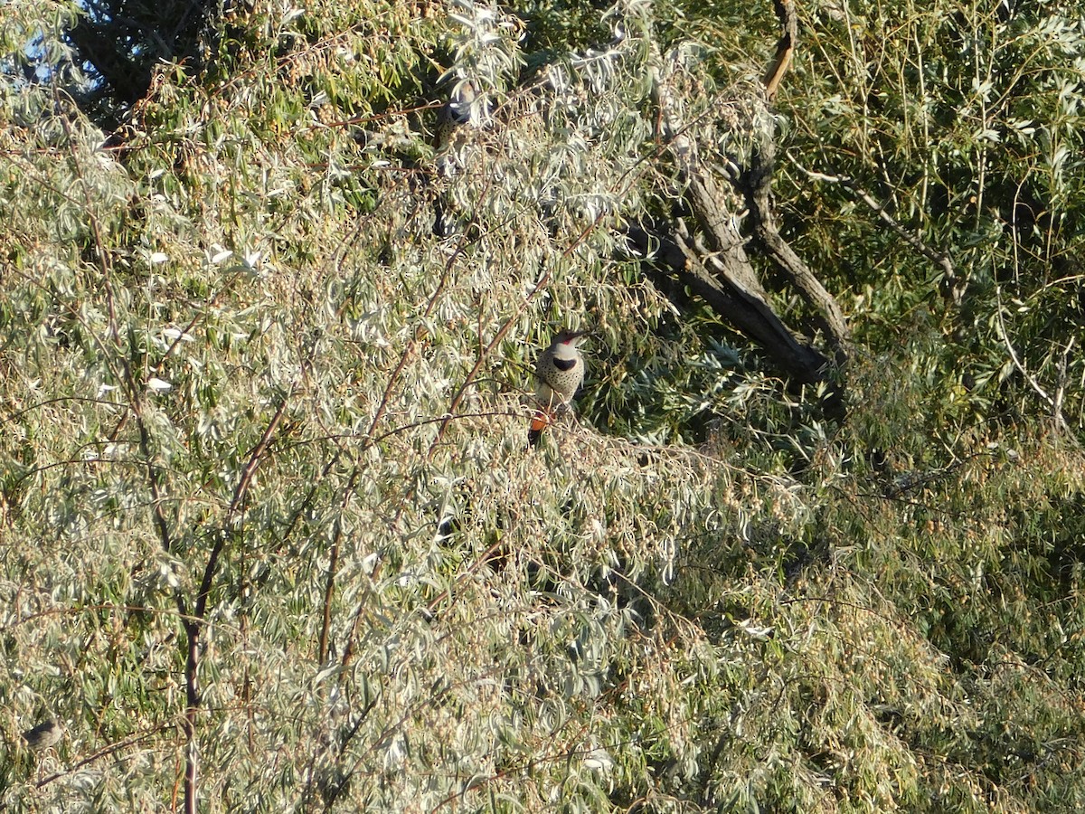 Northern Flicker - ML646555453