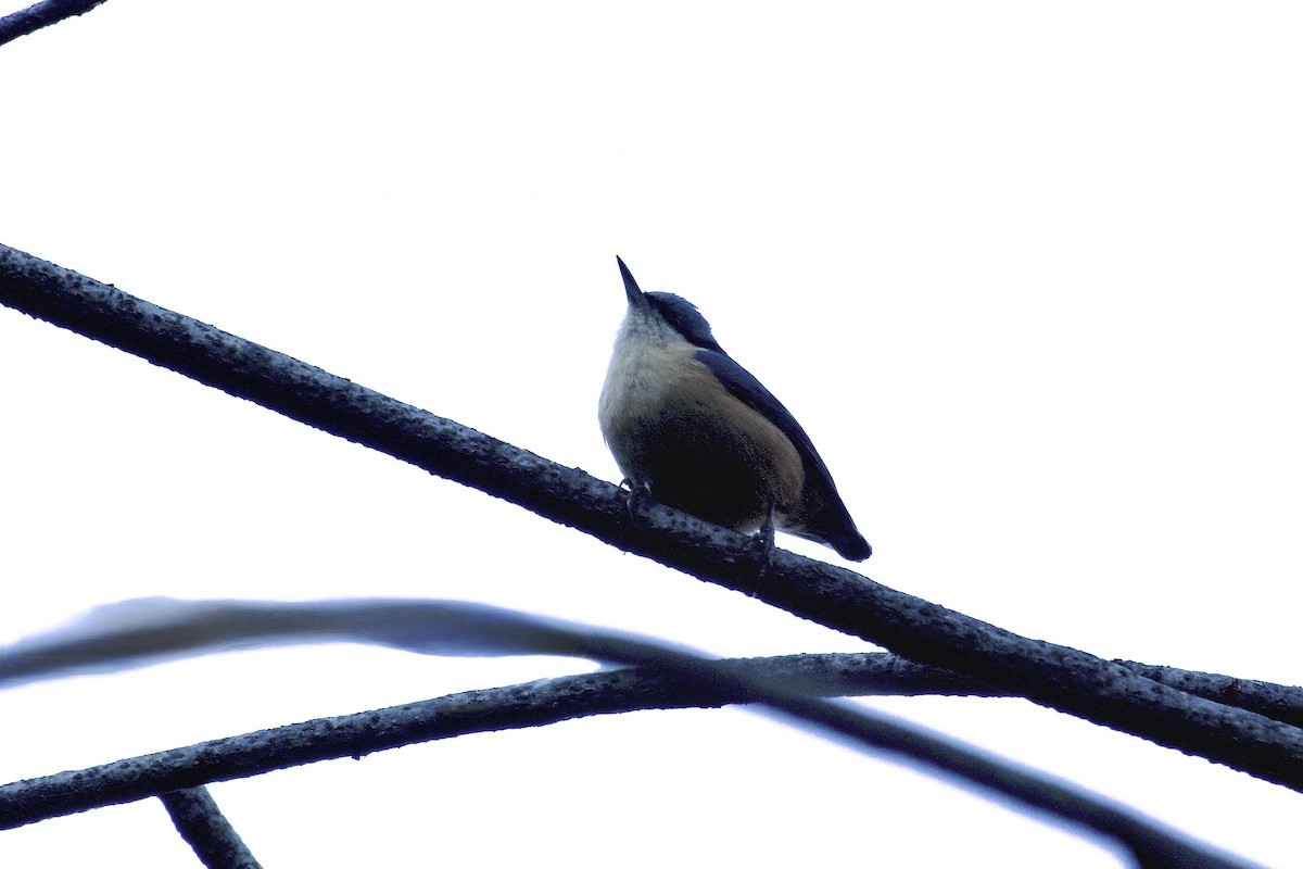 White-tailed Nuthatch - ML646555454