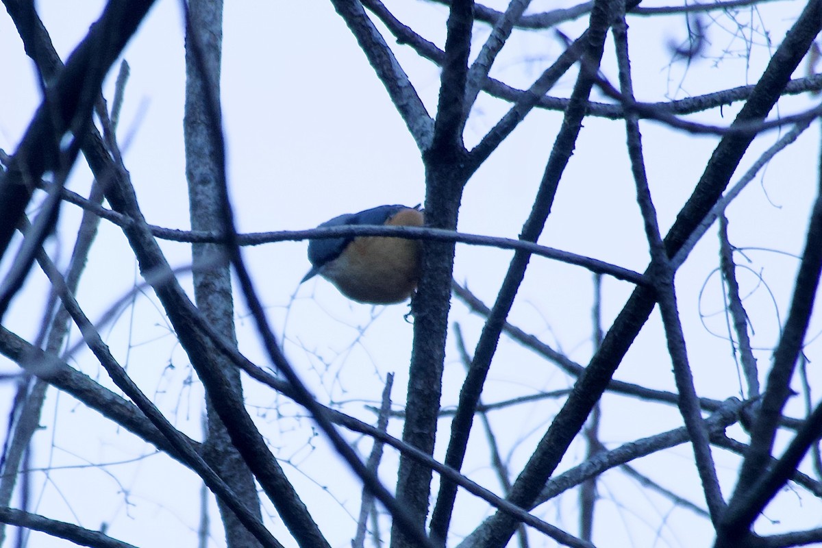 White-tailed Nuthatch - ML646555455