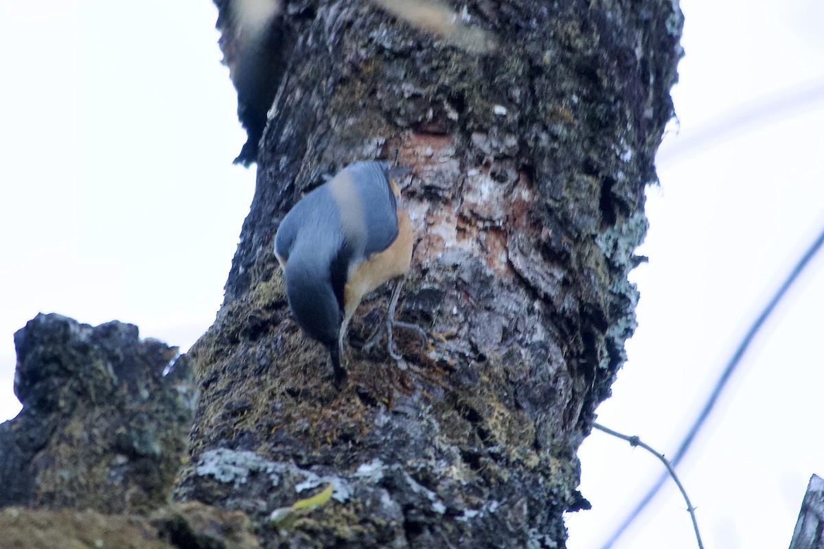 White-tailed Nuthatch - ML646555456