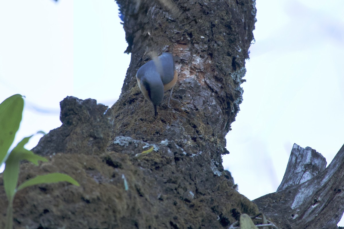 White-tailed Nuthatch - ML646555457