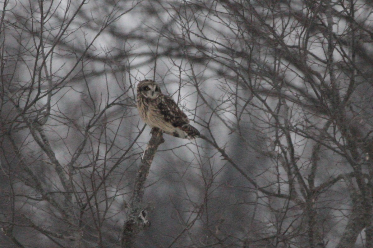 短耳鴞 - ML646555460