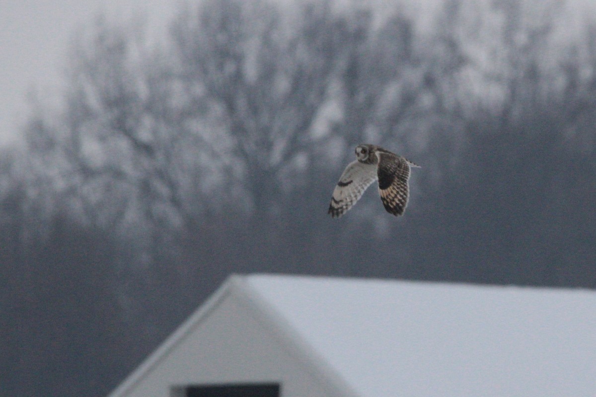 短耳鴞 - ML646555461