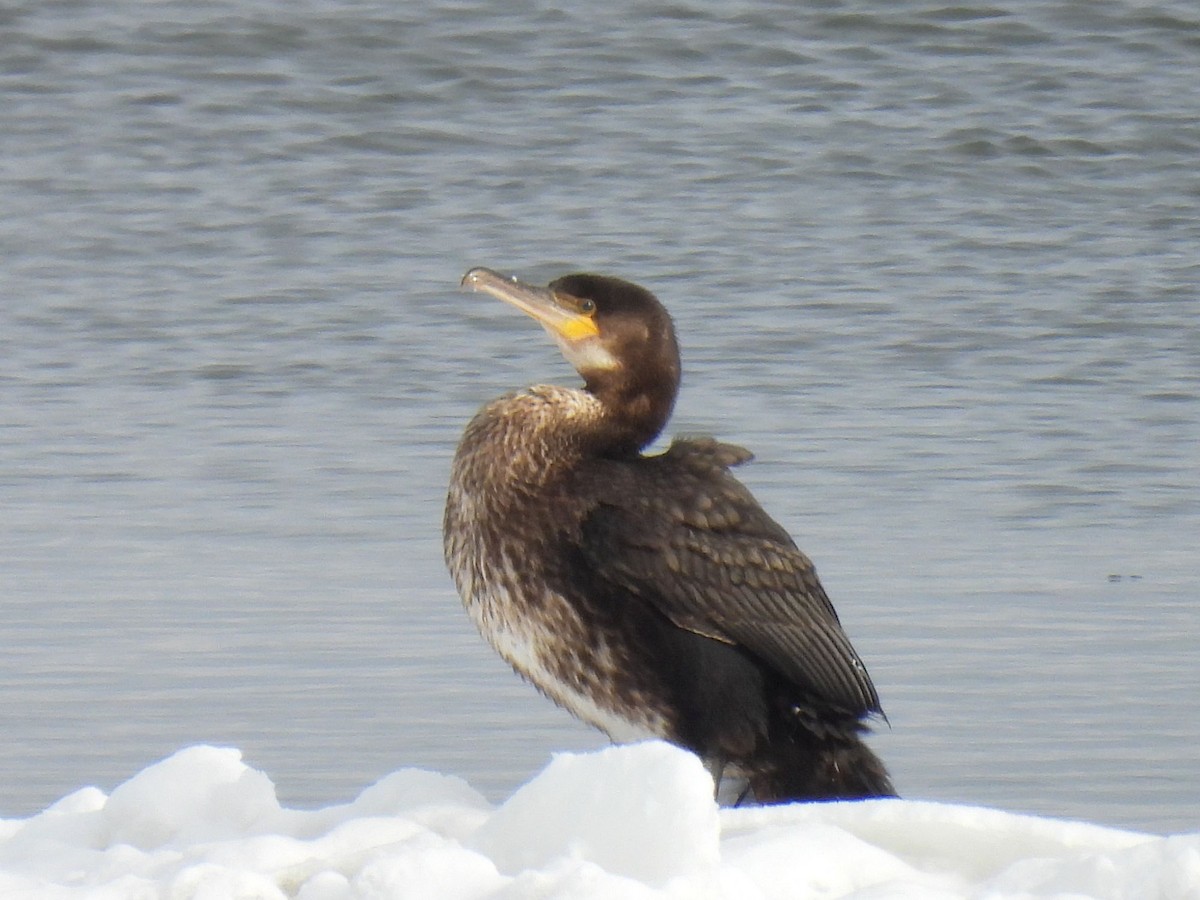 鸕鷀 - ML646555462