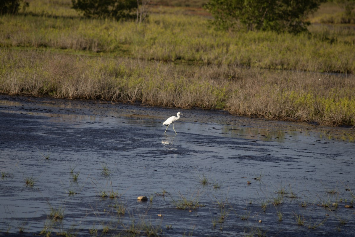 Little Blue Heron - ML646555463