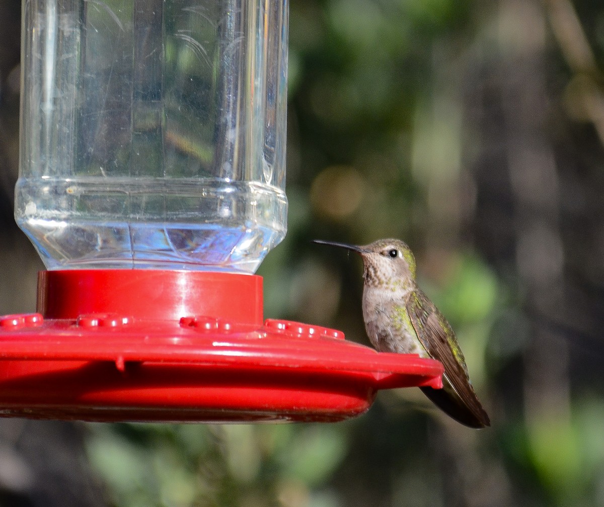 Anna's Hummingbird - ML646555464