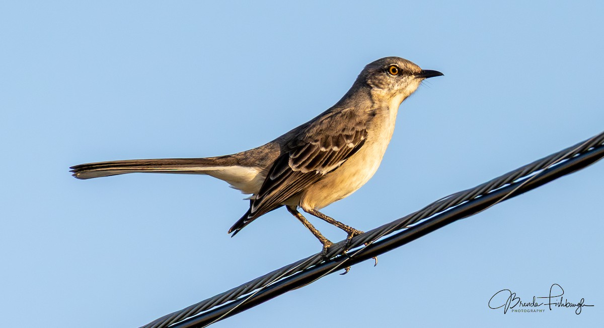 Northern Mockingbird - ML646555465