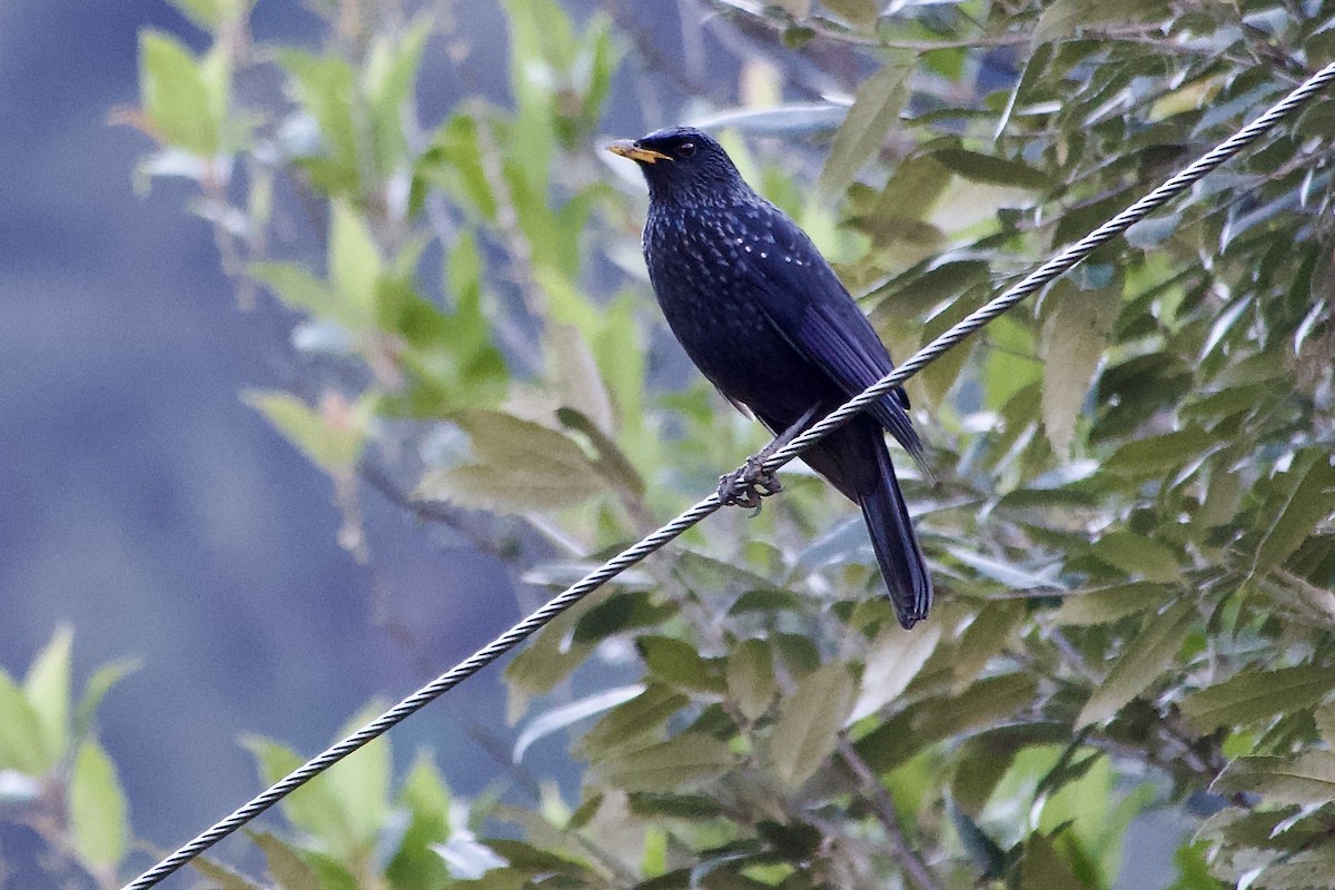 白斑紫嘯鶇 - ML646555470