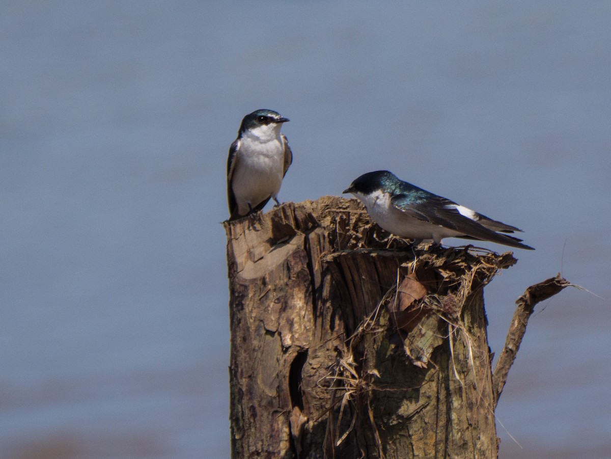 Mangrove Swallow - ML646555471