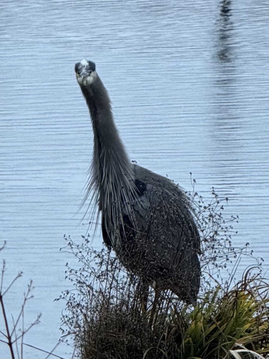 Большая голубая цапля - ML646555472