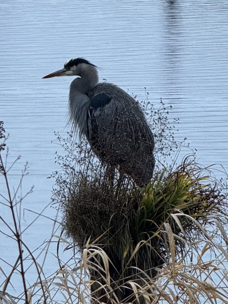 Большая голубая цапля - ML646555473