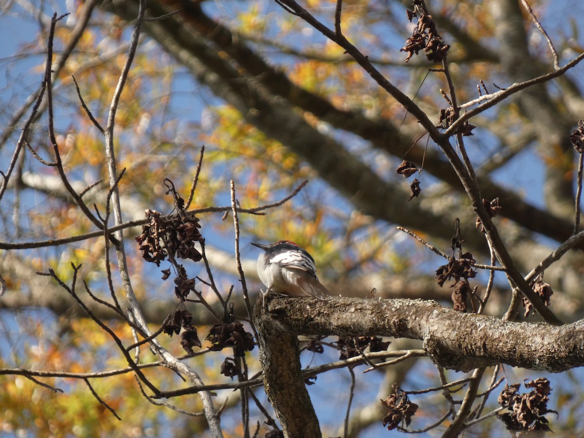 Red-headed Woodpecker - ML646555475
