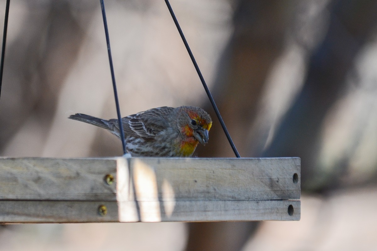 House Finch - ML646555477