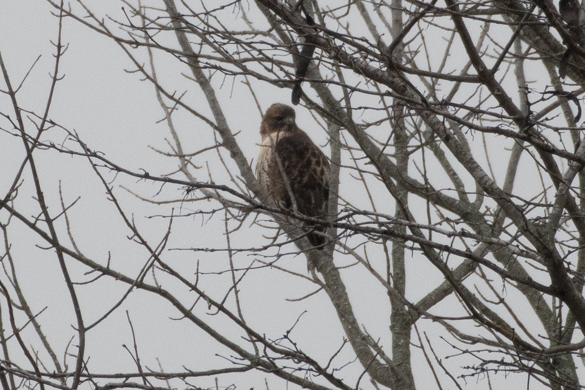 Red-tailed Hawk - ML646555478