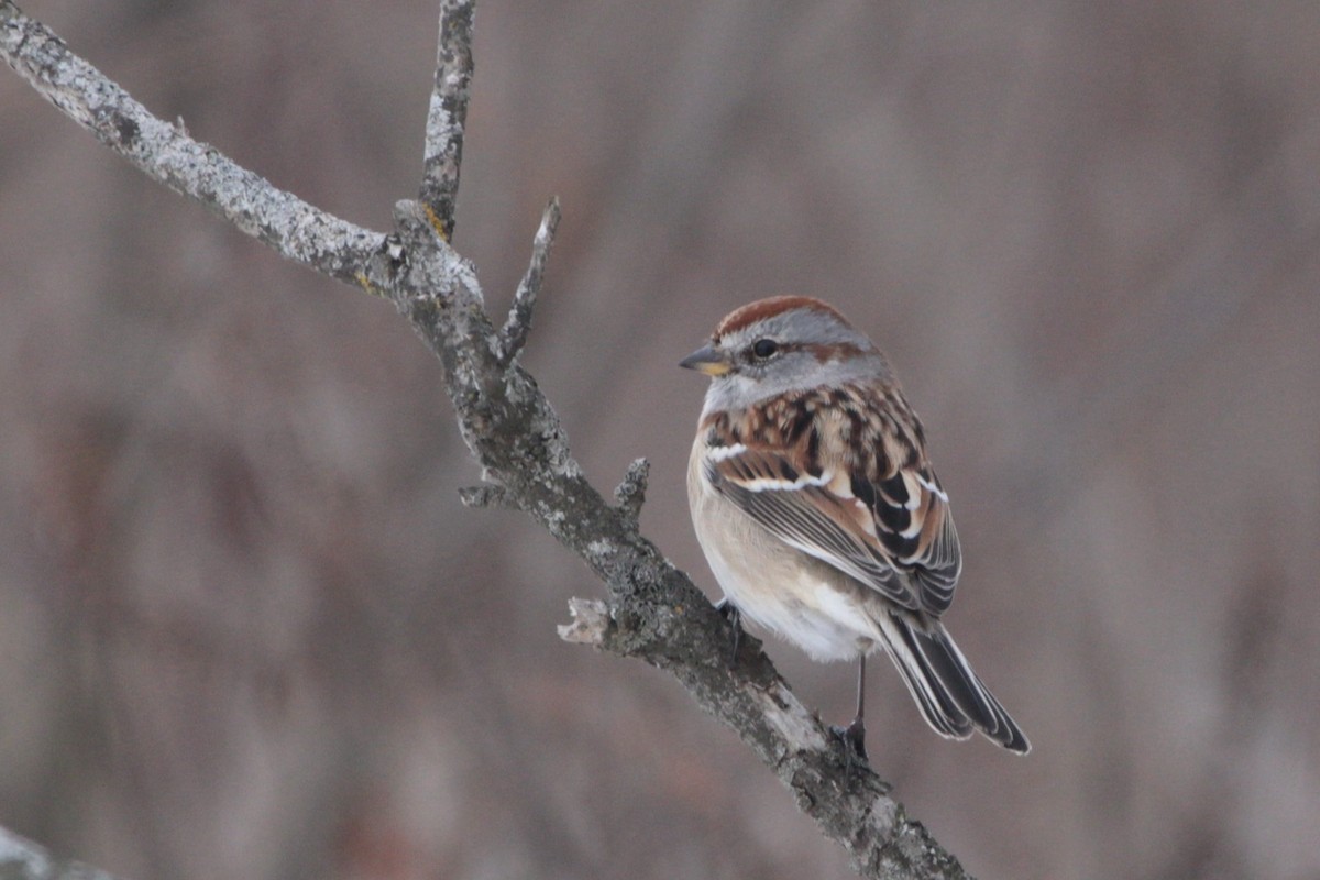 American Tree Sparrow - ML646555479