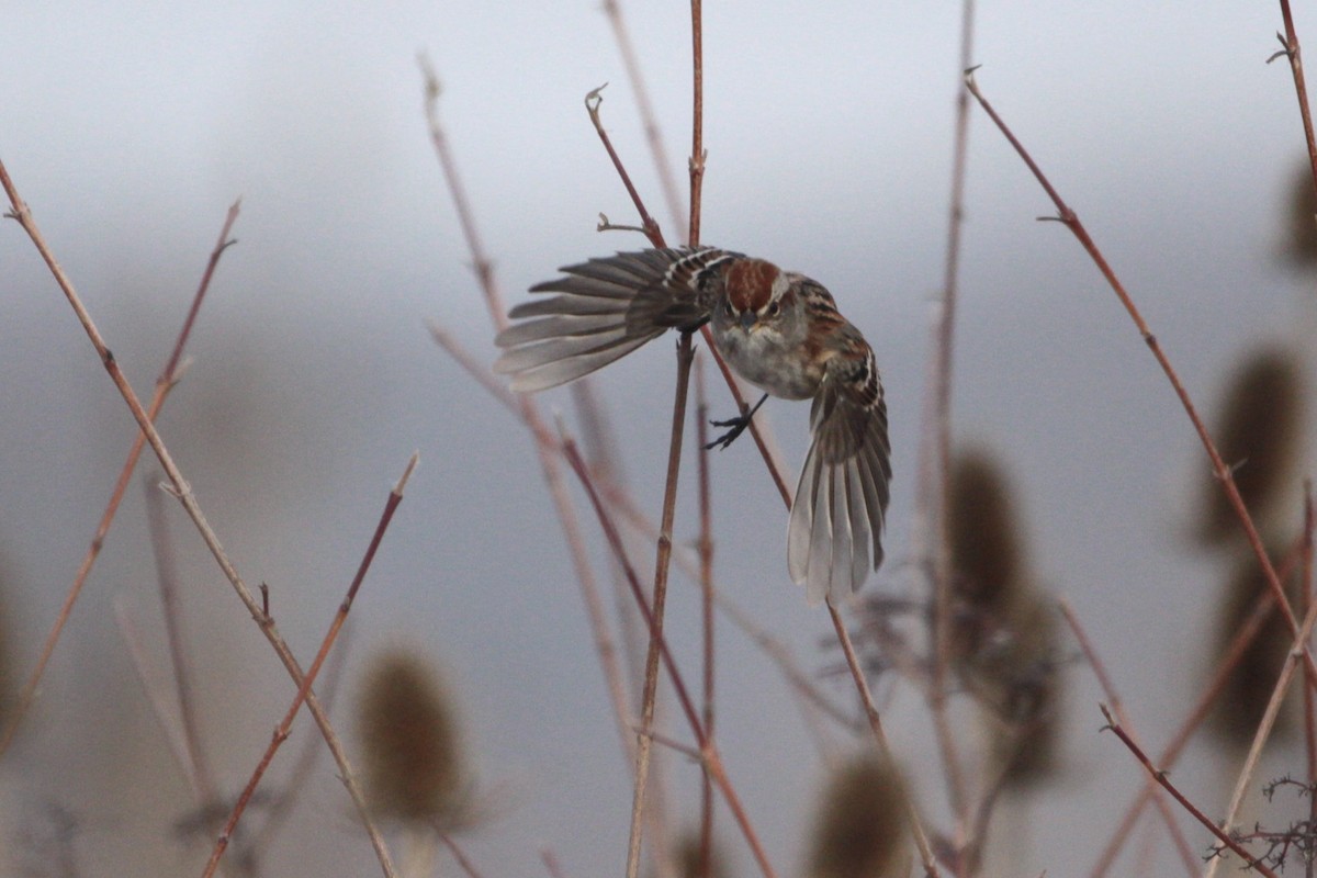 American Tree Sparrow - ML646555480