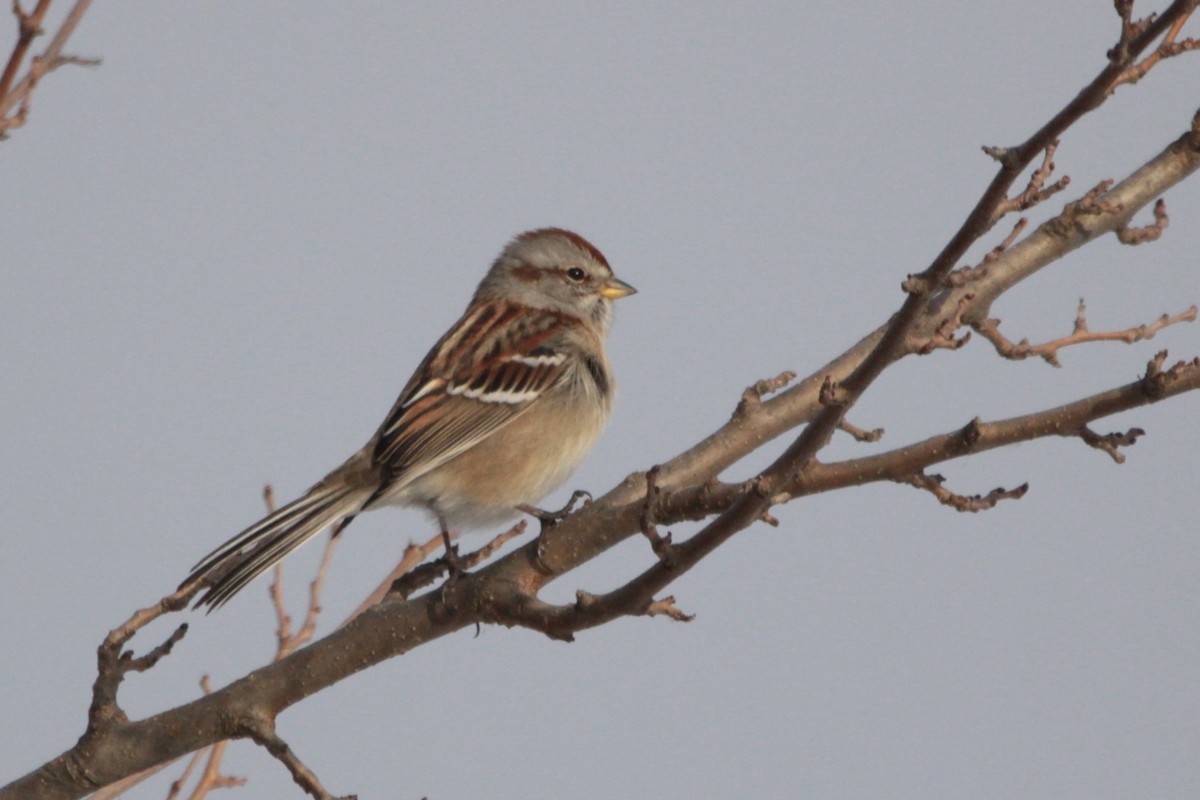 American Tree Sparrow - ML646555481