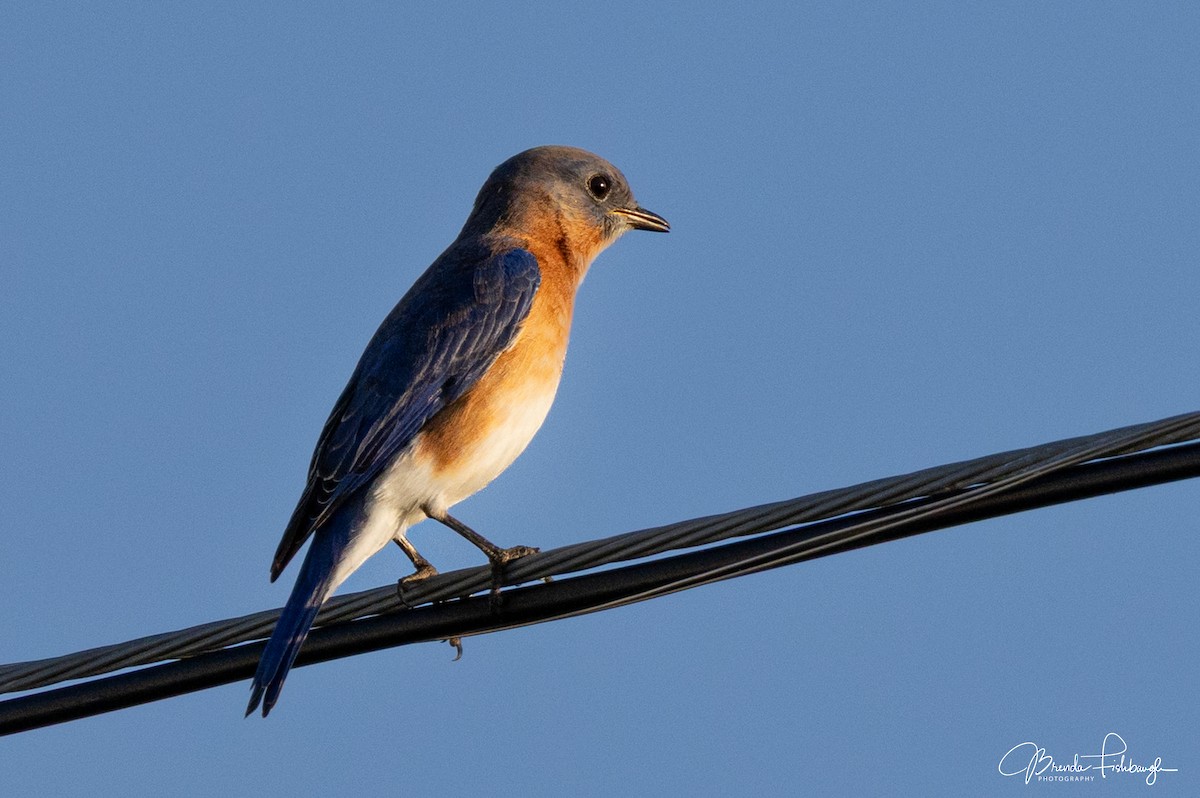 Eastern Bluebird - ML646555482