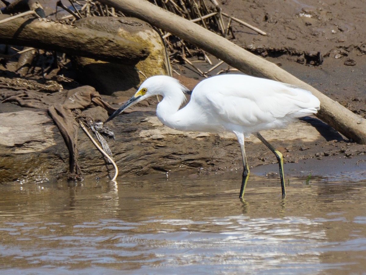 לבנית אמריקנית - ML646555483