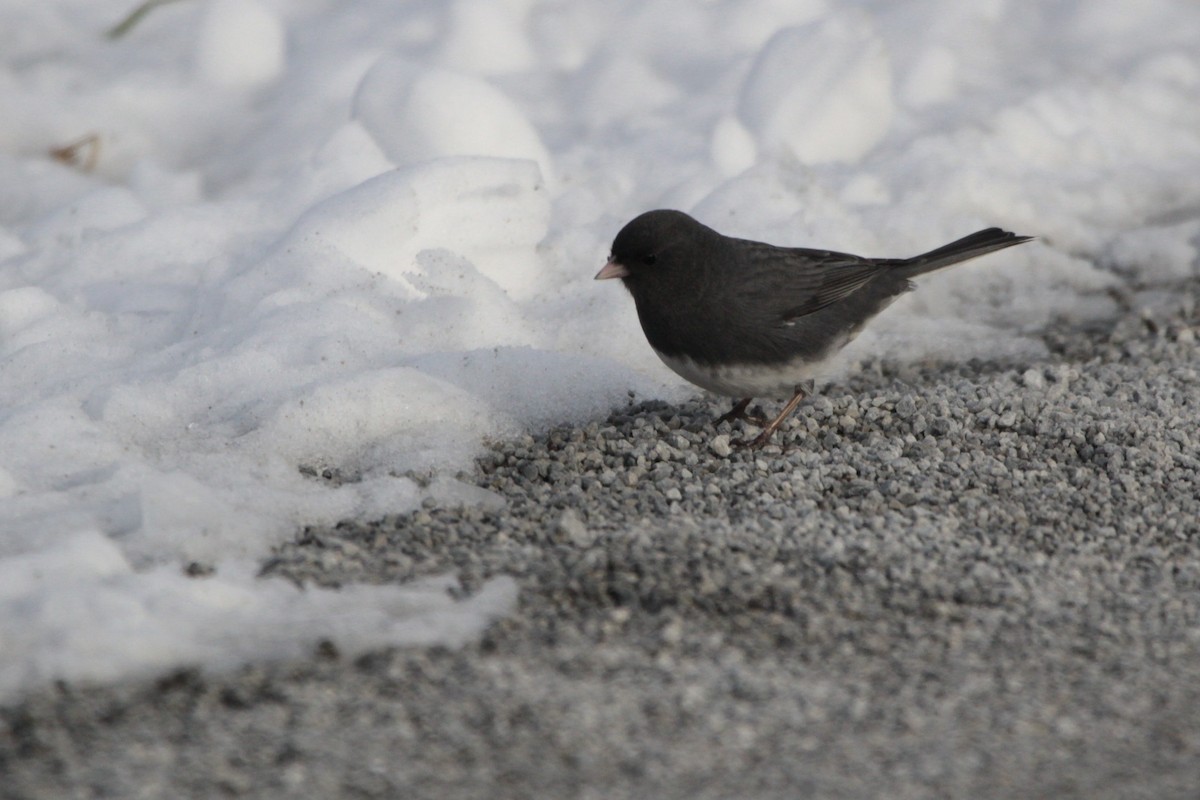 Dark-eyed Junco - ML646555486
