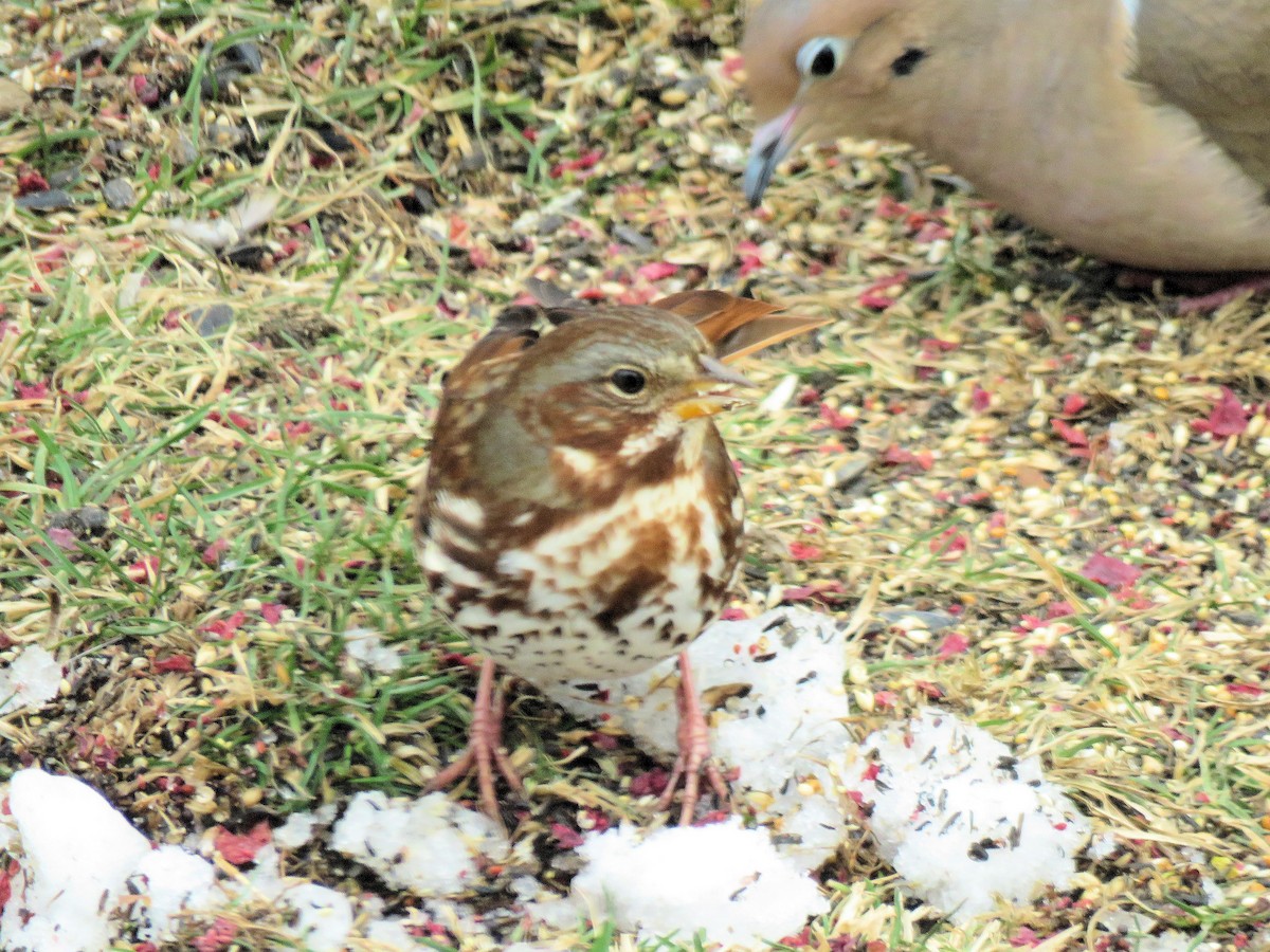 Fox Sparrow - ML646555489