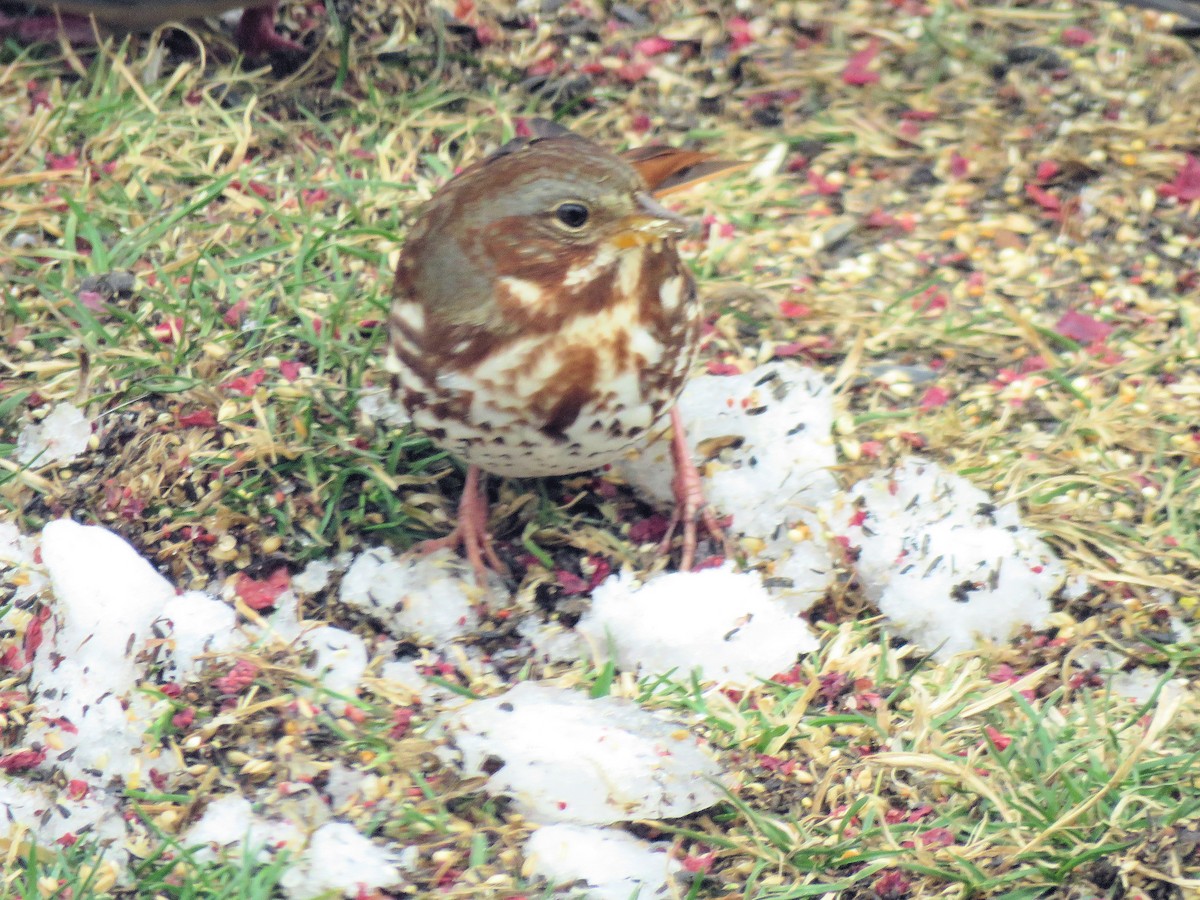 Fox Sparrow - ML646555490
