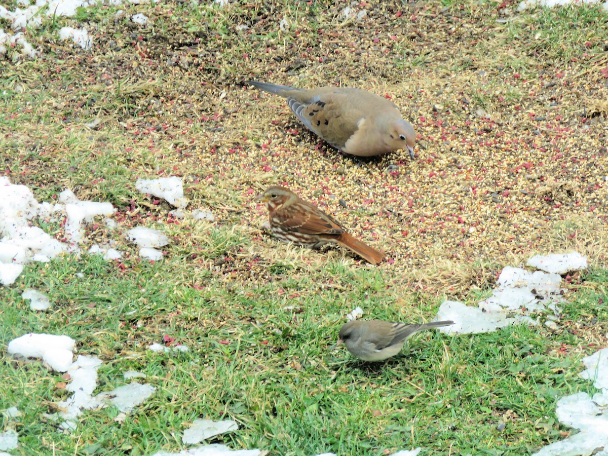 Fox Sparrow - ML646555492