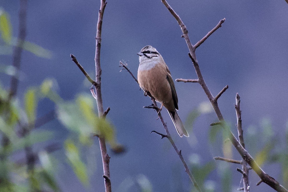 Rock Bunting - ML646555495