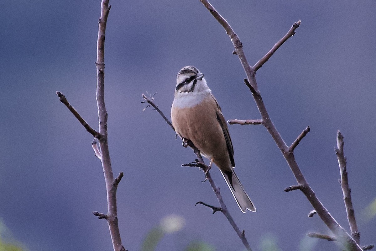 Rock Bunting - ML646555496