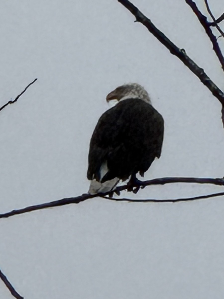 Белоголовый орлан - ML646555497