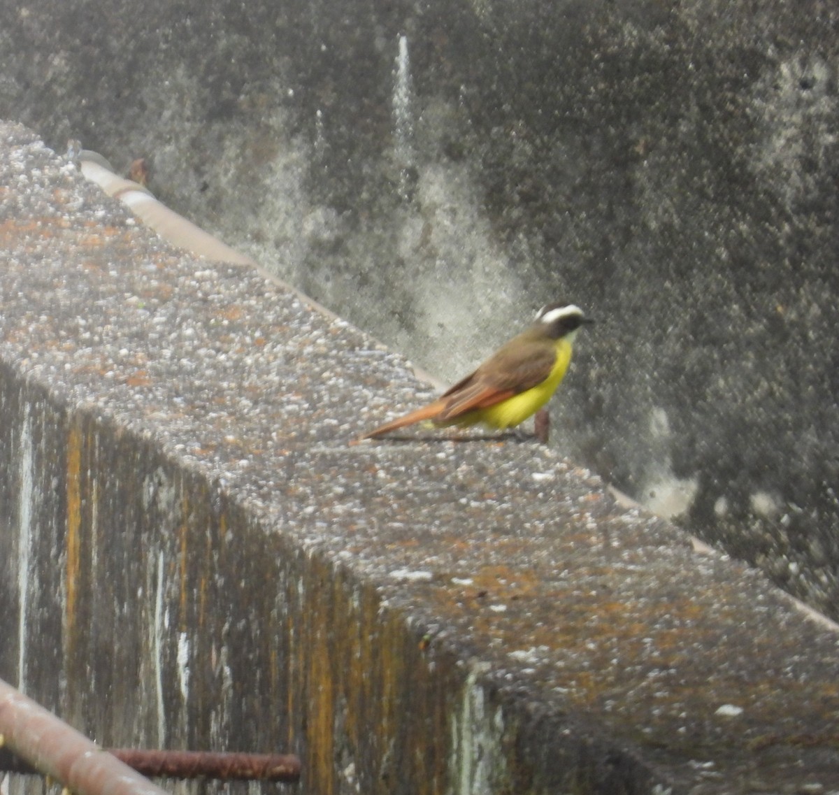 Rusty-margined Flycatcher - ML646555500