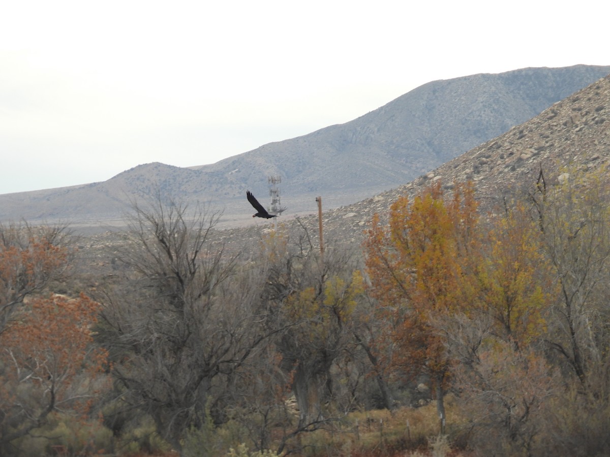 Erroi handia - ML646555502