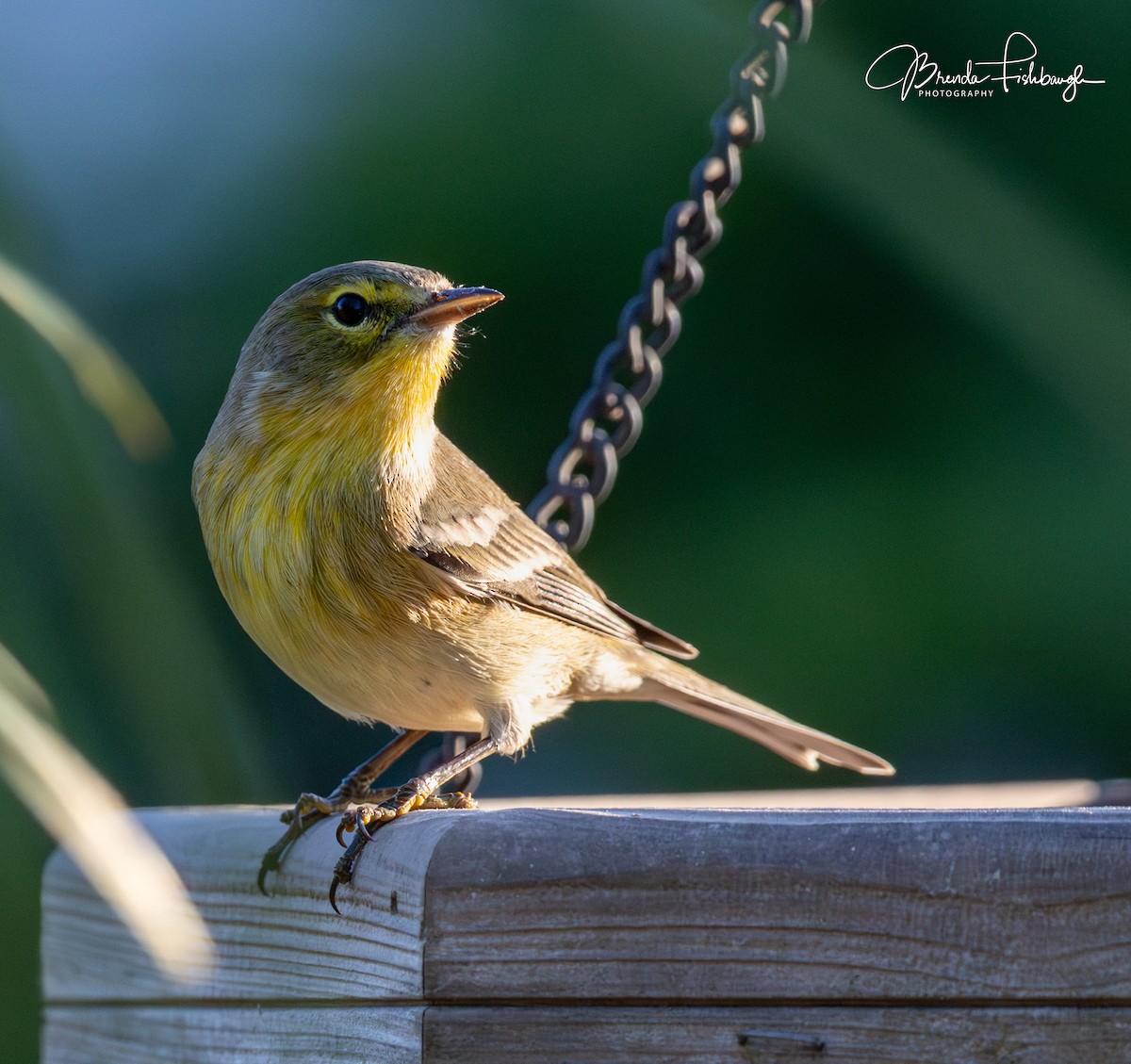 Paruline des pins - ML646555503