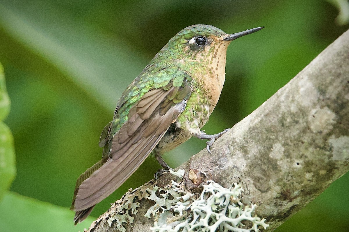 Tyrian Metaltail - ML646555504