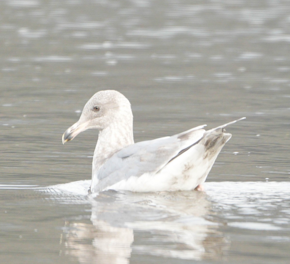 Glaucous-winged Gull - ML646555505