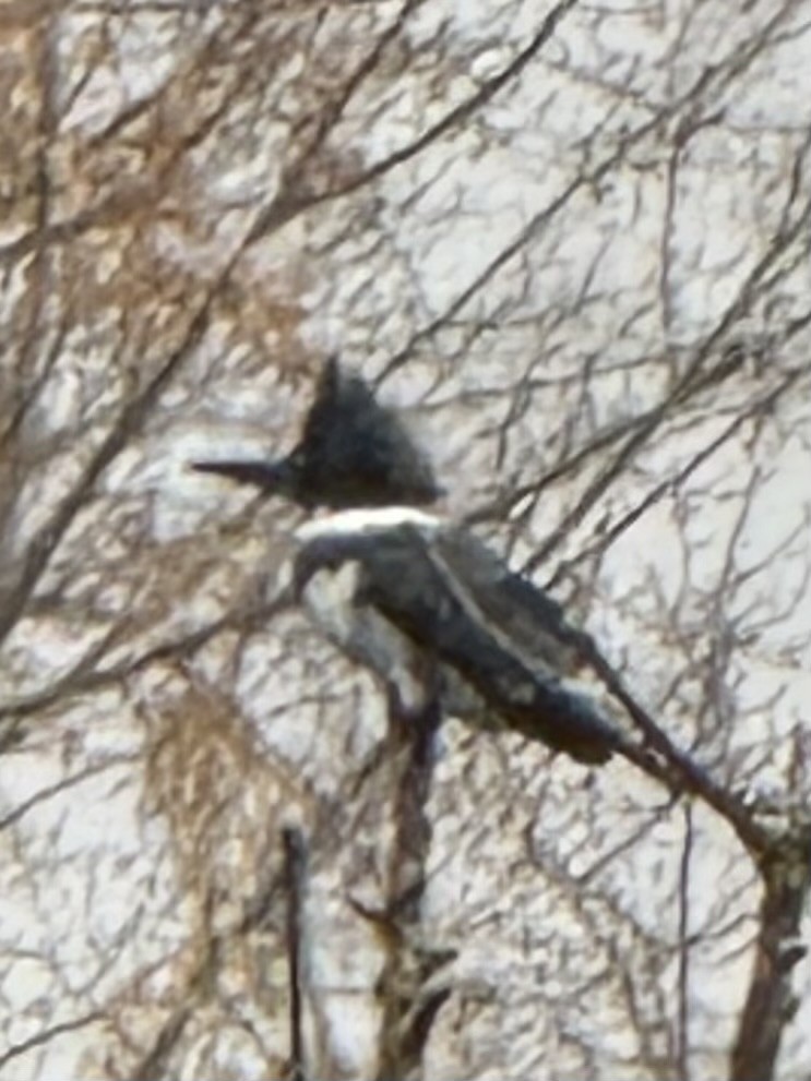 Опоясанный зимородок - ML646555508