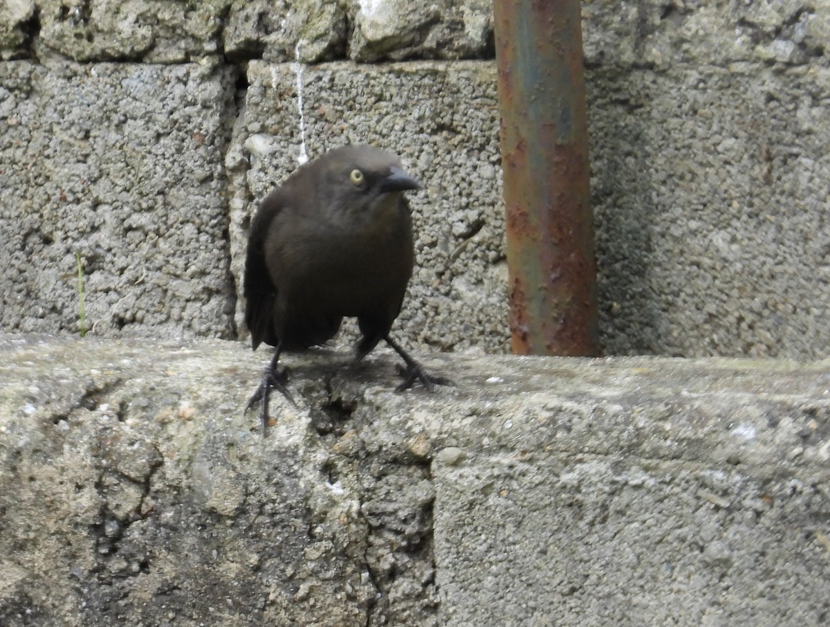 Carib Grackle - ML646555509