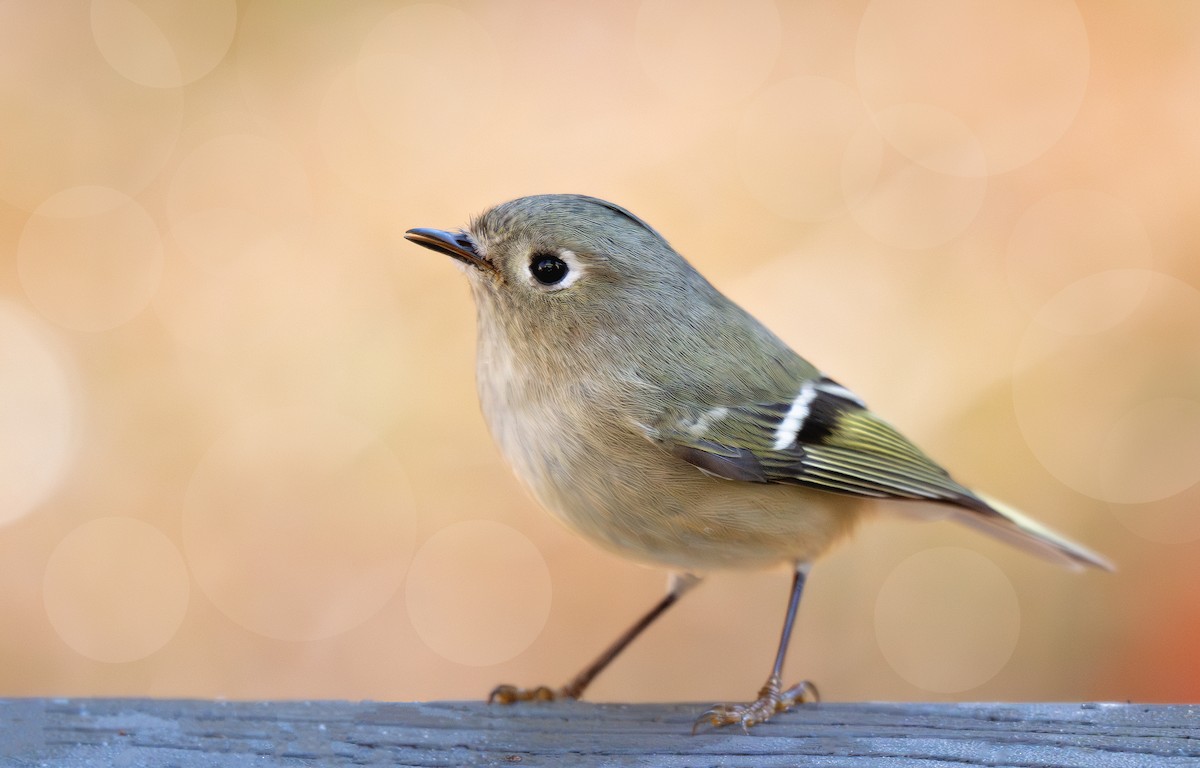 Ruby-crowned Kinglet - ML646555510