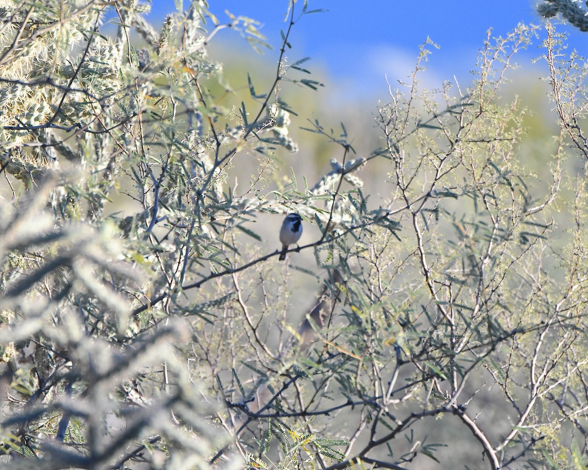 Black-throated Sparrow - ML646555512