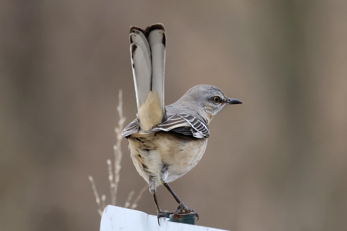 חקיינית צפונית - ML646555513