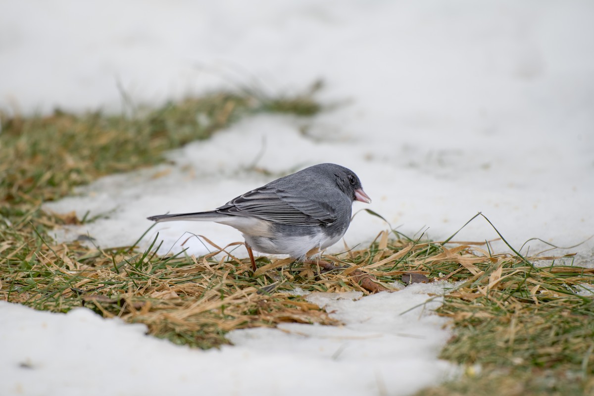 Dark-eyed Junco - ML646555514