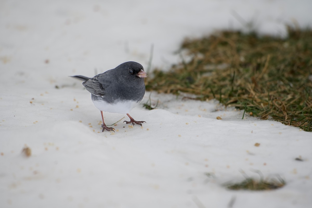 יונקו כהה-עין - ML646555515