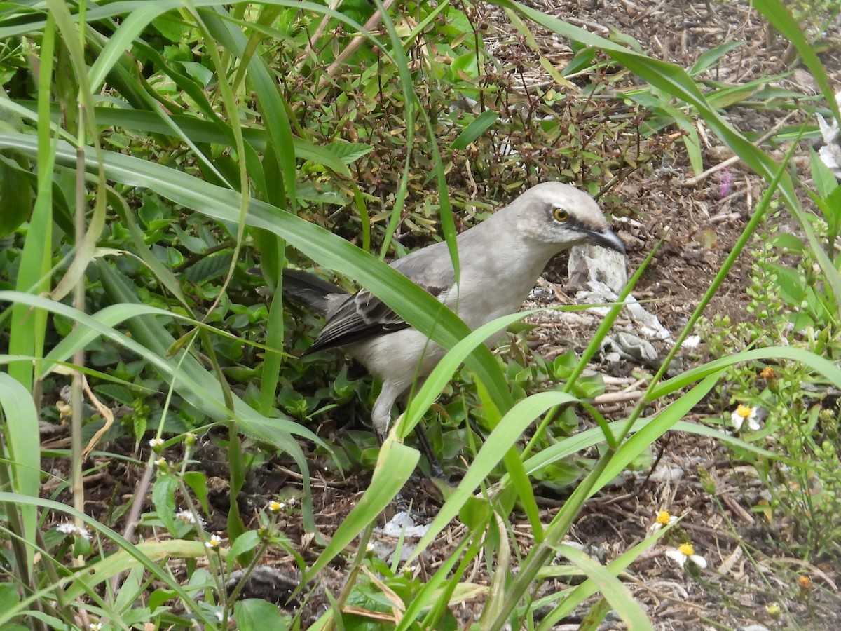 Tropical Mockingbird - ML646555518