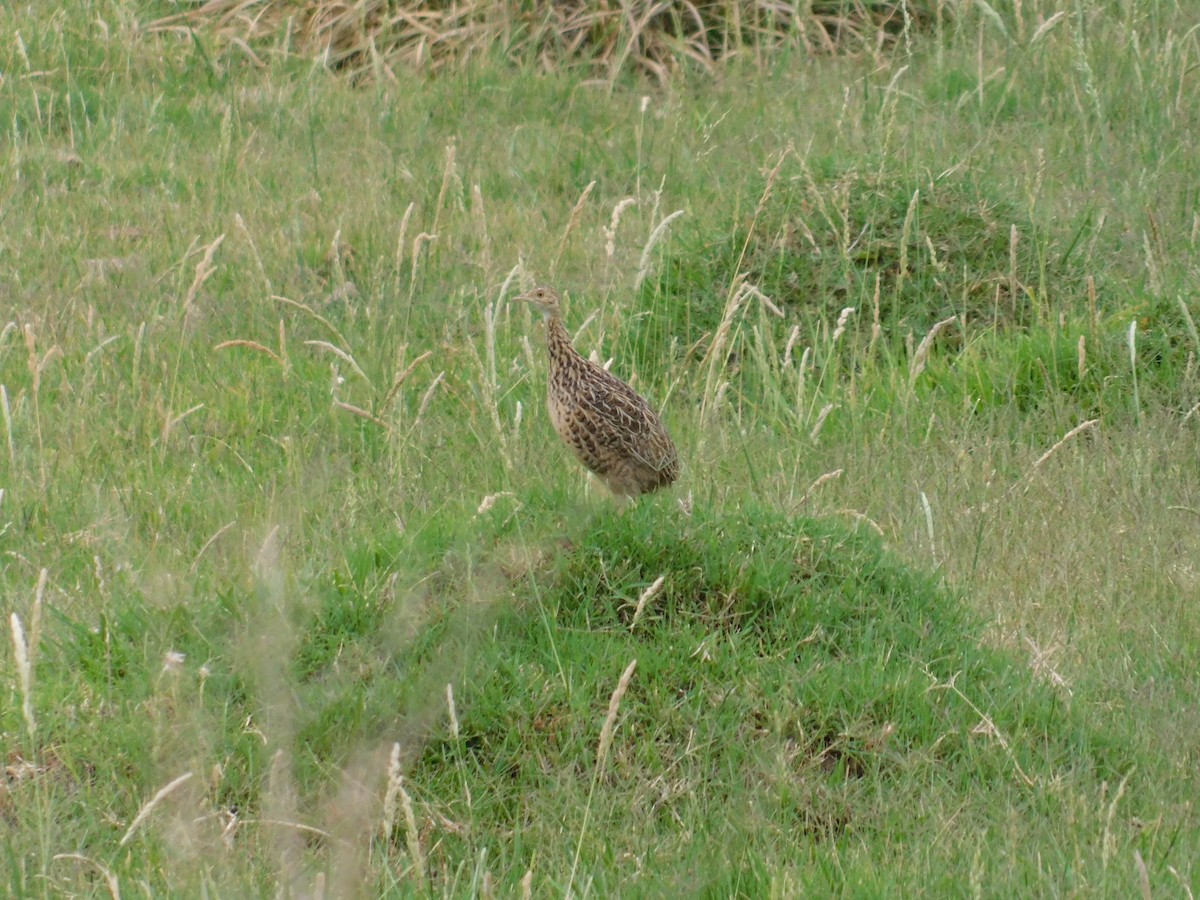 Spotted Nothura - ML646555519