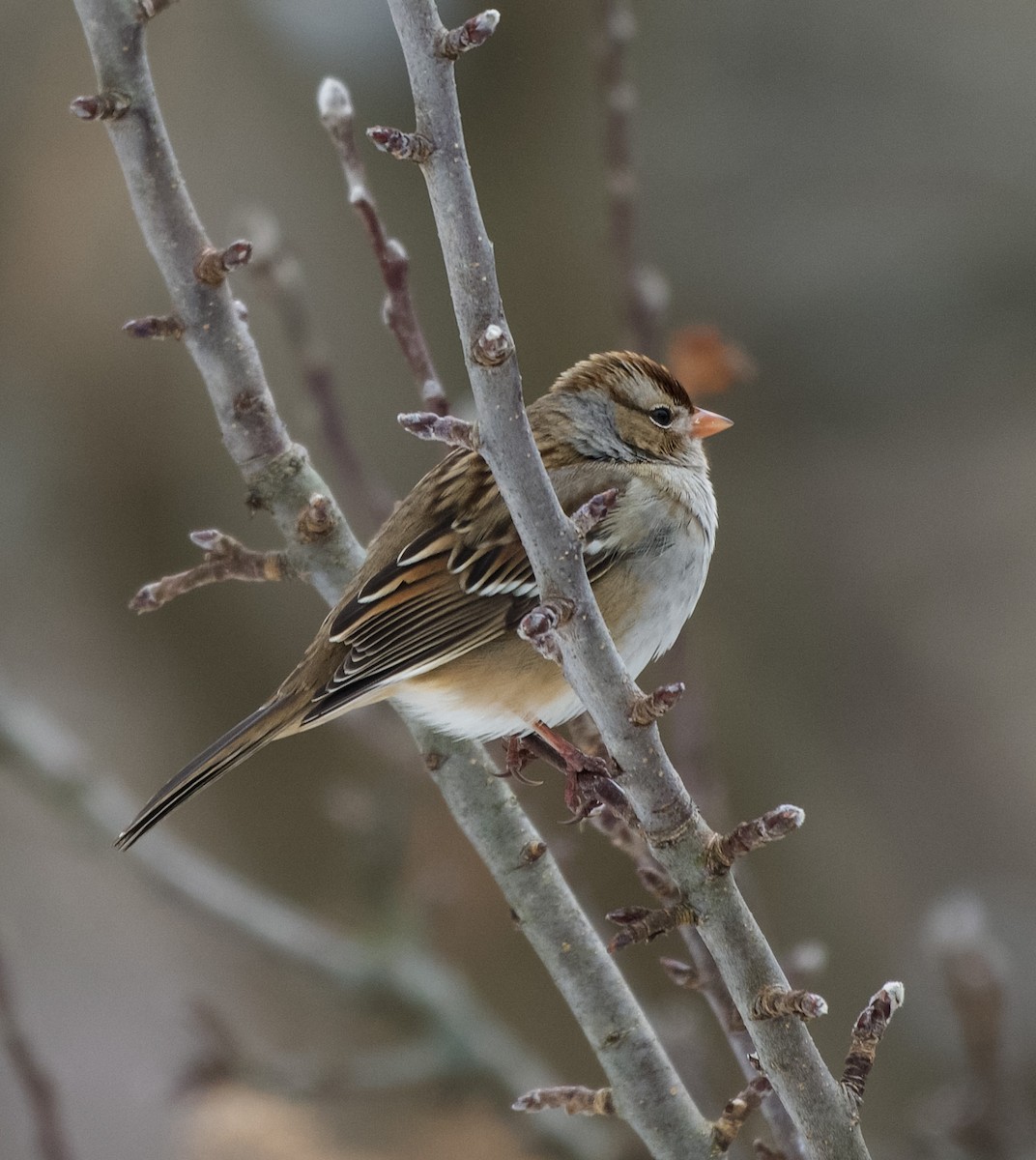 גיבתונית לבנת-כיפה - ML646555520